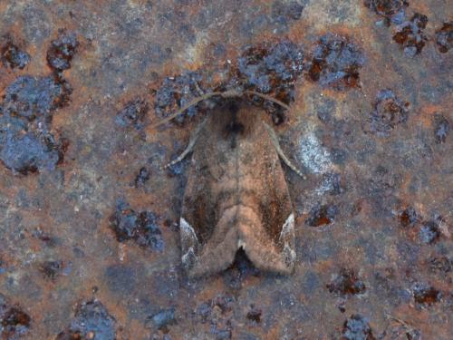 Cosmia pyralina